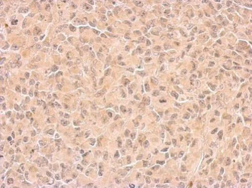Immunohistochemistry (Formalin/PFA-fixed paraffin-embedded sections) - Anti-COX1 / Cyclooxygenase 1 antibody (AB227513)