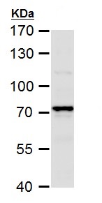 Western blot - Anti-COX1 / Cyclooxygenase 1 antibody (AB227513), expandable thumbnail