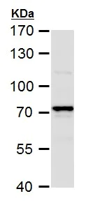 Western blot - Anti-COX1 / Cyclooxygenase 1 antibody (AB227513)