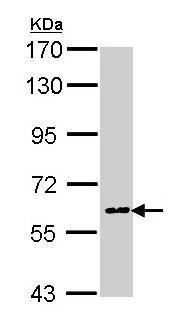 Western blot - Anti-COX1 / Cyclooxygenase 1 antibody (AB227513), expandable thumbnail