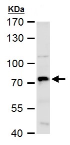 Western blot - Anti-COX1 / Cyclooxygenase 1 antibody (AB227513), expandable thumbnail