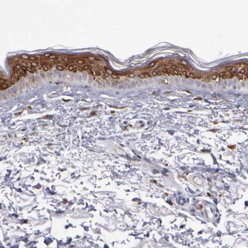 Immunohistochemistry (Formalin/PFA-fixed paraffin-embedded sections) - Anti-COX1 / Cyclooxygenase 1 antibody (AB244261)