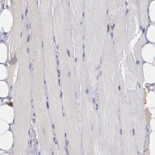Immunohistochemistry (Formalin/PFA-fixed paraffin-embedded sections) - Anti-COX1 / Cyclooxygenase 1 antibody (AB244261)