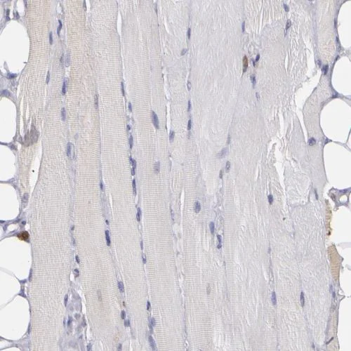 Immunohistochemistry (Formalin/PFA-fixed paraffin-embedded sections) - Anti-COX1 / Cyclooxygenase 1 antibody (AB244261)
