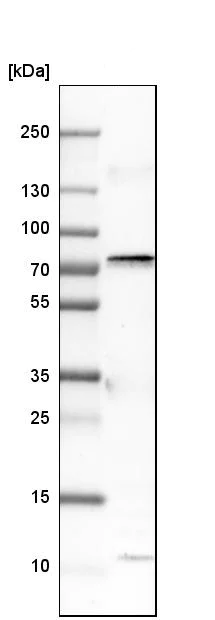 Western blot - Anti-COX1 / Cyclooxygenase 1 antibody (AB244261)