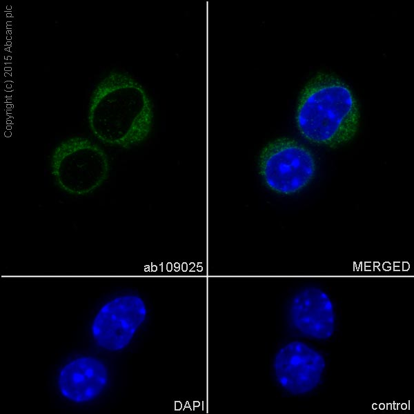 Immunocytochemistry/ Immunofluorescence - Anti-COX1 / Cyclooxygenase 1 antibody [EPR5866] (ab109025), expandable thumbnail