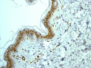 Immunohistochemistry (Formalin/PFA-fixed paraffin-embedded sections) - Anti-COX1 / Cyclooxygenase 1 antibody [EPR5866] (ab109025), expandable thumbnail