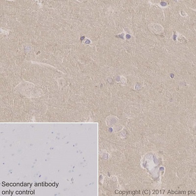 Immunohistochemistry (Formalin/PFA-fixed paraffin-embedded sections) - Anti-COX1 / Cyclooxygenase 1 antibody [EPR5866] (ab109025), expandable thumbnail
