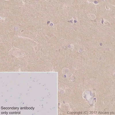 Immunohistochemistry (Formalin/PFA-fixed paraffin-embedded sections) - Anti-COX1 / Cyclooxygenase 1 antibody [EPR5866] (AB109025)