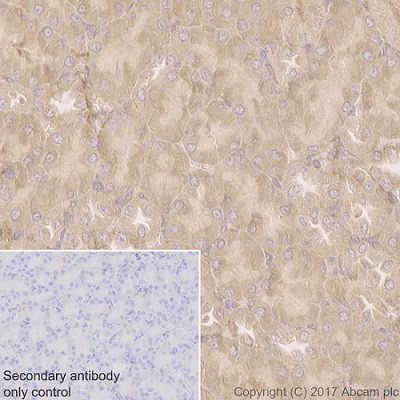 Immunohistochemistry (Formalin/PFA-fixed paraffin-embedded sections) - Anti-COX1 / Cyclooxygenase 1 antibody [EPR5866] (AB109025), expandable thumbnail