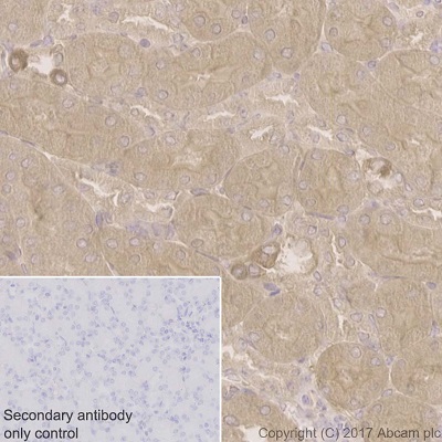 Immunohistochemistry (Formalin/PFA-fixed paraffin-embedded sections) - Anti-COX1 / Cyclooxygenase 1 antibody [EPR5866] (ab109025), expandable thumbnail