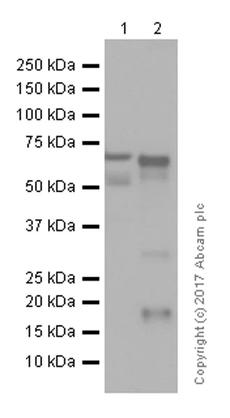 Western blot - Anti-COX1 / Cyclooxygenase 1 antibody [EPR5866] (AB109025)