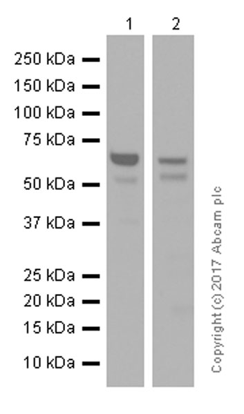 Western blot - Anti-COX1 / Cyclooxygenase 1 antibody [EPR5866] (AB109025), expandable thumbnail
