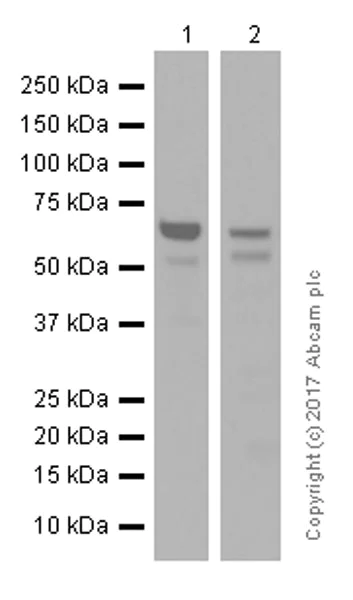 Western blot - Anti-COX1 / Cyclooxygenase 1 antibody [EPR5866] (AB109025)