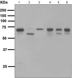 Western blot - Anti-COX1 / Cyclooxygenase 1 antibody [EPR5866] (ab109025), expandable thumbnail