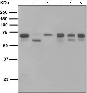 Western blot - Anti-COX1 / Cyclooxygenase 1 antibody [EPR5866] (AB109025)