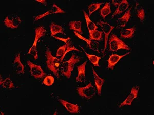 Immunocytochemistry/ Immunofluorescence - Anti-COX1 / Cyclooxygenase 1 antibody [EPR5866] - BSA and Azide free (AB219375)