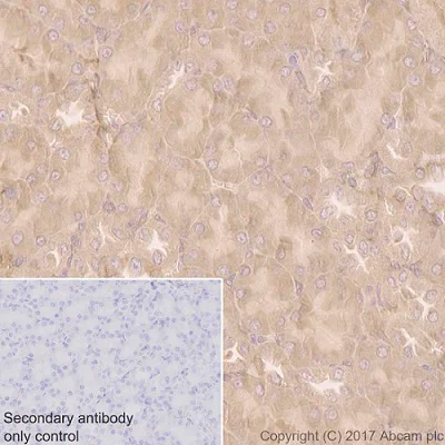 Immunohistochemistry (Formalin/PFA-fixed paraffin-embedded sections) - Anti-COX1 / Cyclooxygenase 1 antibody [EPR5866] - BSA and Azide free (AB219375)