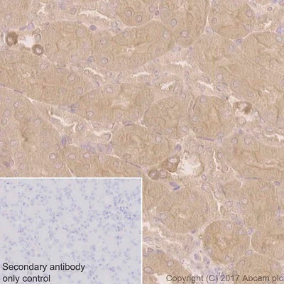Immunohistochemistry (Formalin/PFA-fixed paraffin-embedded sections) - Anti-COX1 / Cyclooxygenase 1 antibody [EPR5866] - BSA and Azide free (AB219375)