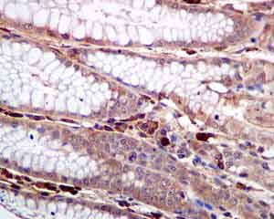 Immunohistochemistry (Formalin/PFA-fixed paraffin-embedded sections) - Anti-COX1 / Cyclooxygenase 1 antibody [EPR5867] (AB133319)
