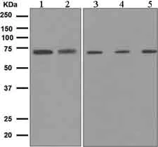 Western blot - Anti-COX1 / Cyclooxygenase 1 antibody [EPR5867] - BSA and Azide free (AB248471)