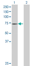 Western blot - COX1 / Cyclooxygenase 1 overexpression 293T lysate (whole cell) (AB94213)