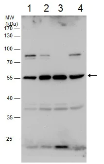 Western blot - Anti-COX10 antibody (AB228734)