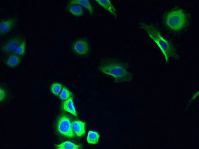 Immunocytochemistry/ Immunofluorescence - Anti-COX11 antibody (AB238902)