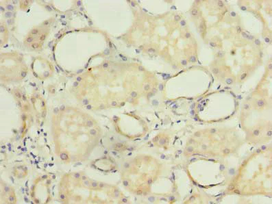 Immunohistochemistry (Formalin/PFA-fixed paraffin-embedded sections) - Anti-COX11 antibody (AB238902)