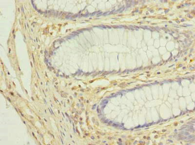 Immunohistochemistry (Formalin/PFA-fixed paraffin-embedded sections) - Anti-COX11 antibody (AB238902)