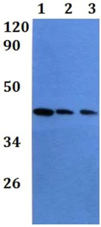 Western blot - Anti-COX15 antibody (AB201082)