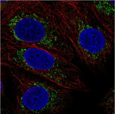 Immunocytochemistry/ Immunofluorescence - Anti-COX16 antibody (AB190251)