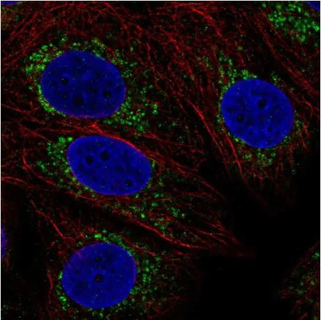 Immunocytochemistry/ Immunofluorescence - Anti-COX16 antibody (AB190251)