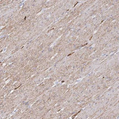 Immunohistochemistry (Formalin/PFA-fixed paraffin-embedded sections) - Anti-COX16 antibody (AB190251)