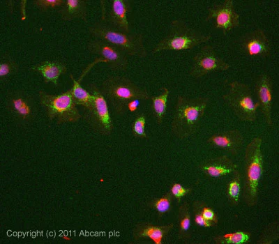 Immunocytochemistry/ Immunofluorescence - Anti-COX17 antibody (AB69611)