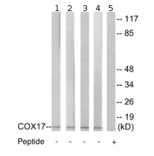 Western blot - Anti-COX17 antibody (AB69611)