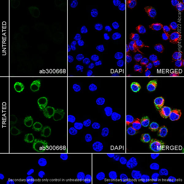 Immunocytochemistry/ Immunofluorescence - Anti-COX2 / Cyclooxygenase 2 antibody [33/Cox-2] - BSA and Azide free (AB300669)