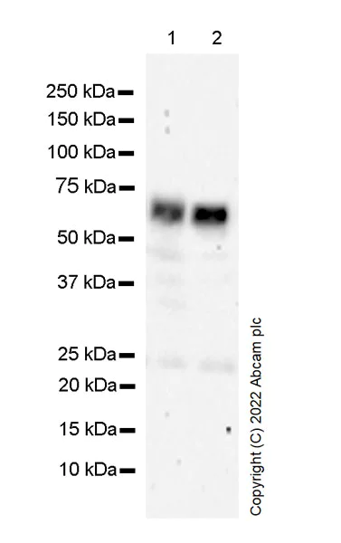 Western blot - Anti-COX2 / Cyclooxygenase 2 antibody [33/Cox-2] - BSA and Azide free (AB300669)
