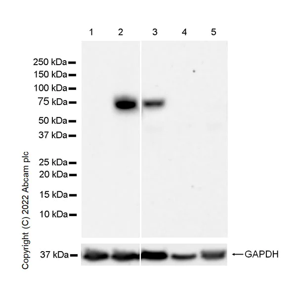 Western blot - Anti-COX2 / Cyclooxygenase 2 antibody [33/Cox-2] - BSA and Azide free (AB300669)