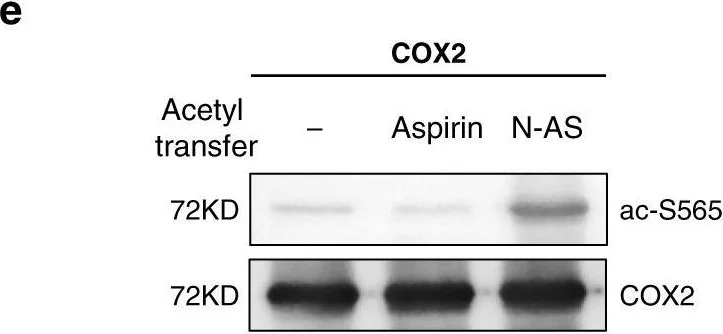 Western blot - Anti-COX2 / Cyclooxygenase 2 antibody (AB15191)