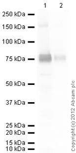 Western blot - Anti-COX2 / Cyclooxygenase 2 antibody (AB15191)
