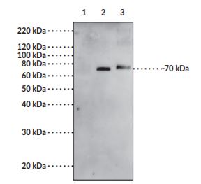 Western blot - Anti-COX2 / Cyclooxygenase 2 antibody (AB23672), expandable thumbnail