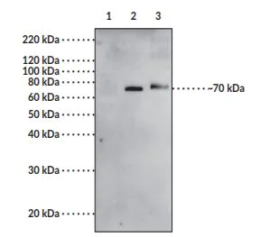 Western blot - Anti-COX2 / Cyclooxygenase 2 antibody (AB23672)