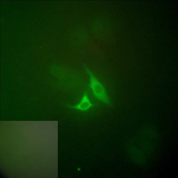 Immunocytochemistry/ Immunofluorescence - Anti-COX2 / Cyclooxygenase 2 antibody (AB52237)