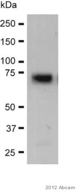 Western blot - Anti-COX2 / Cyclooxygenase 2 antibody (AB52237)