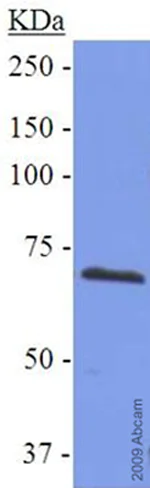 Western blot - Anti-COX2 / Cyclooxygenase 2 antibody (AB52237)