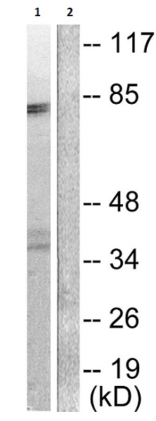 Western blot - Anti-COX2 / Cyclooxygenase 2 antibody (AB52237), expandable thumbnail