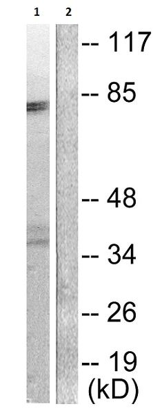 Western blot - Anti-COX2 / Cyclooxygenase 2 antibody (AB52237)