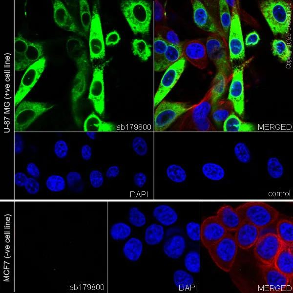 Immunocytochemistry/ Immunofluorescence - Anti-COX2 / Cyclooxygenase 2 antibody [EPR12012] (AB179800)