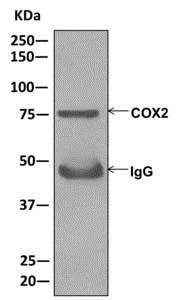 Immunoprecipitation - Anti-COX2 / Cyclooxygenase 2 antibody [EPR12012] (AB179800)